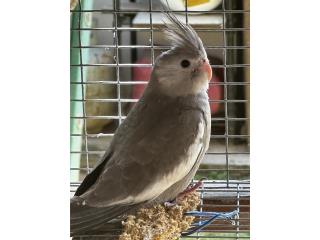 Cockatiel Puerto Rico