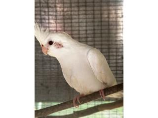 Cockatiel Puerto Rico
