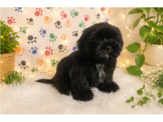 Shih Tzu Machito  Puerto Rico
