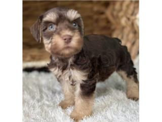 Mini schnauzer Puerto Rico