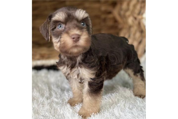 Mini schnauzer Puerto Rico
