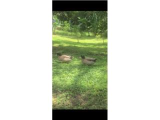 Patos caqui cambell Puerto Rico