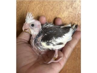 Cockatieles  Puerto Rico