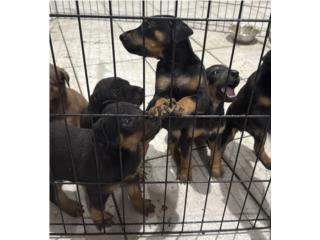 Puppy�s Doberman puros  Puerto Rico