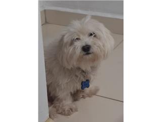 Adult Maltese  Puerto Rico