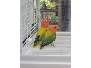Lovebird Puerto Rico