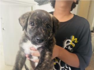 Perrito 2 meses Puerto Rico
