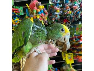 BEBE AMAZONA DOUBLE YELLOW Puerto Rico