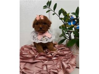 Hermosos Toy Poodle buscando hogar y cariño  Puerto Rico