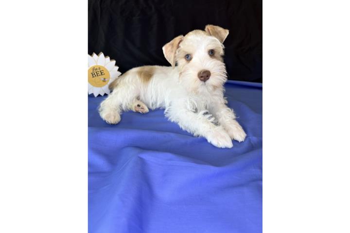 Mini Schnauzer zer Puerto Rico