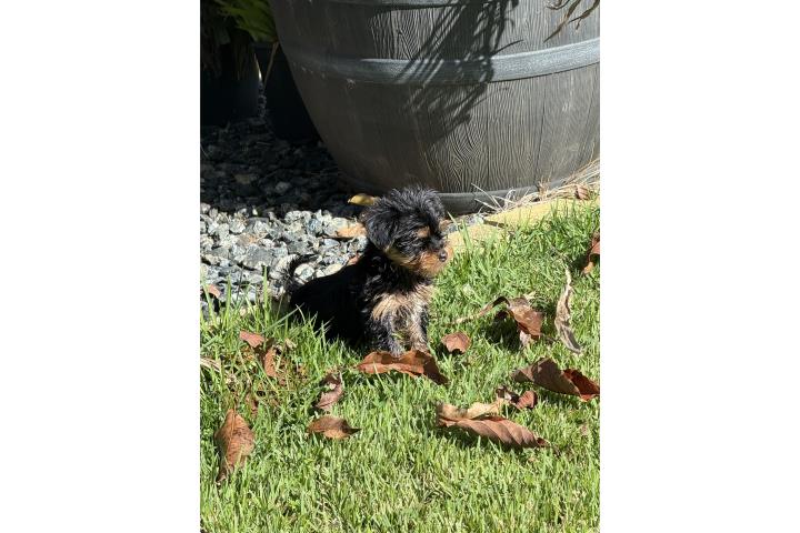 Morkie toy!  Puerto Rico