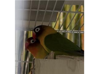 Lovebird  Puerto Rico