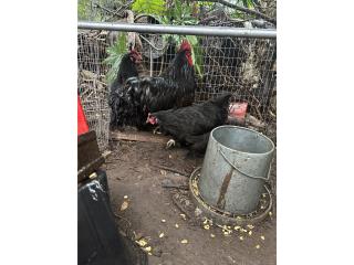 Cochin gigantes adultos  Puerto Rico