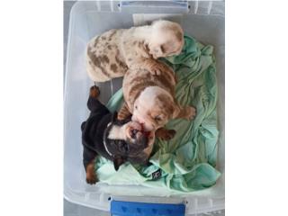 English bulldog  poppys  2 nenes y 1 nena Puerto Rico