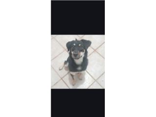 Hani-k (Perrita amorosa en Adopción) Puerto Rico