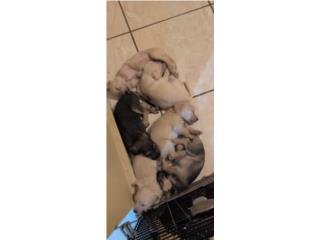Schnauzer hembras y machos Puerto Rico