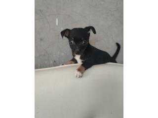 Chihuahua Macho long hair  Puerto Rico