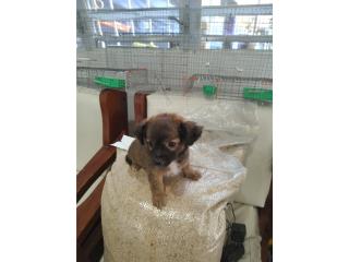 Chihuahua macho long hair Puerto Rico