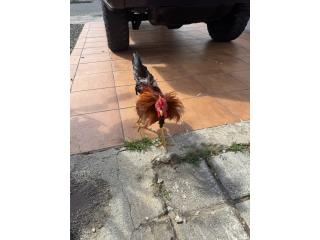 Gallo de raza. Con jaula  Puerto Rico