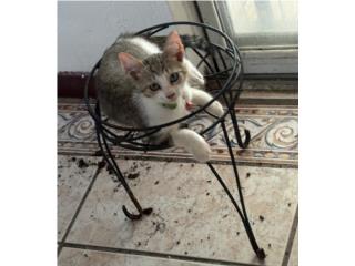 Gatito en Adopción  Puerto Rico