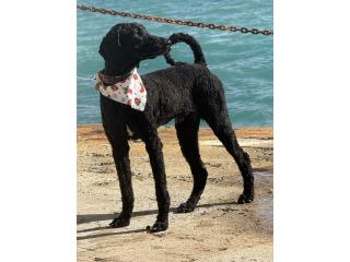 Classic Poodle male 1.5 years  Puerto Rico