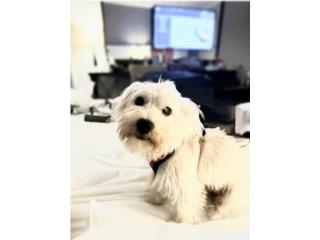 HARPER (Mini Schnauzer � Shih Tzu)  Puerto Rico