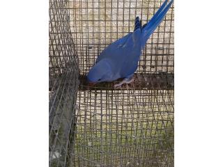 Ringneck Violeta Macho con ADN Puerto Rico