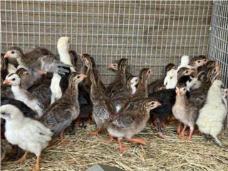 Guineas  Puerto Rico