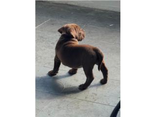 BULLY FEMALE HIGH QUALITY Puerto Rico