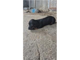 Salchicha  Puerto Rico