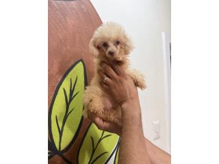 Toy poodle hembra  Puerto Rico