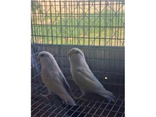 Pareja de lovebir ready Puerto Rico