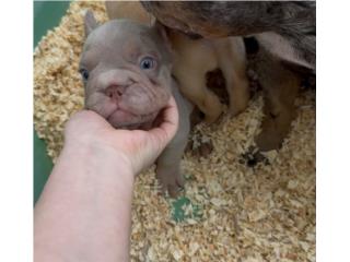 French bulldog frenchy machos Puerto Rico