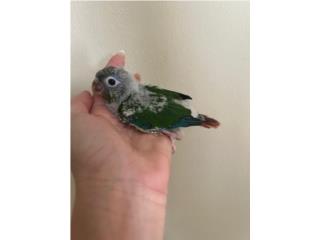 Green cheek turquesa Puerto Rico