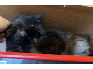 Se regala hermoso gatito Puerto Rico