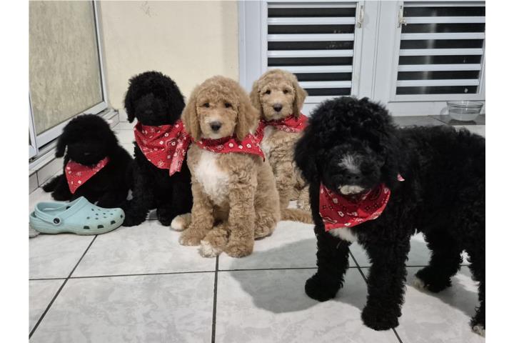 Bernedoodles F1B Puerto Rico