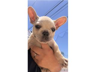 Nene 3 meses French bulldog Puerto Rico
