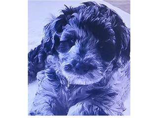 Mini Goldendoodle F1BB Puerto Rico