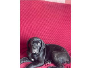 Canecorso Puerto Rico