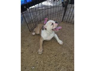 English Bulldog papas campeón  Puerto Rico