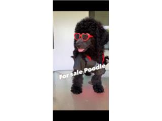 Poodle Puerto Rico