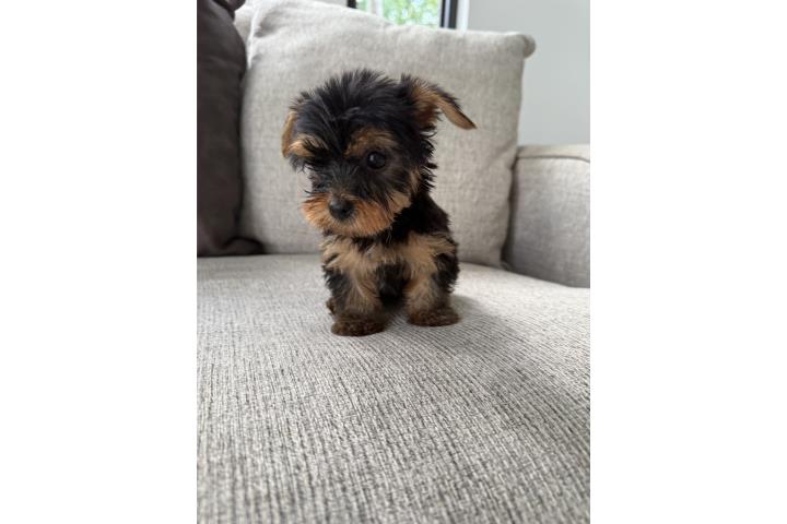 Yorkie  Puerto Rico