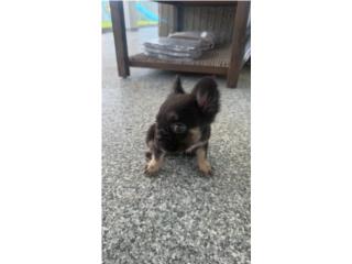 French Bulldog Hembra Puerto Rico