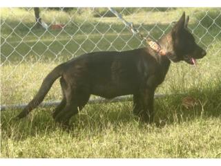 German Shepherd AKC  Puerto Rico