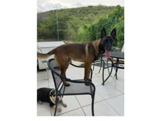 Pastor Belga. $200 Tienen su primera vacuna.  Puerto Rico
