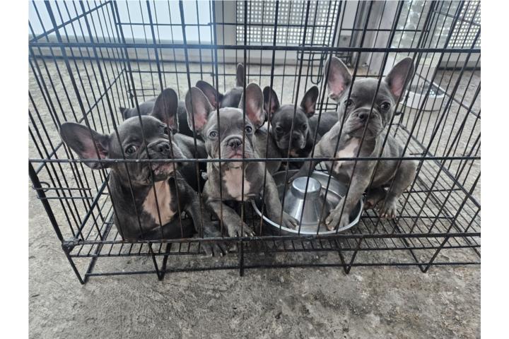 French Bulldog  Puerto Rico
