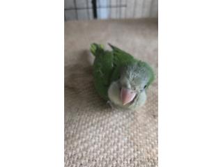 Quaker BB $100 Puerto Rico
