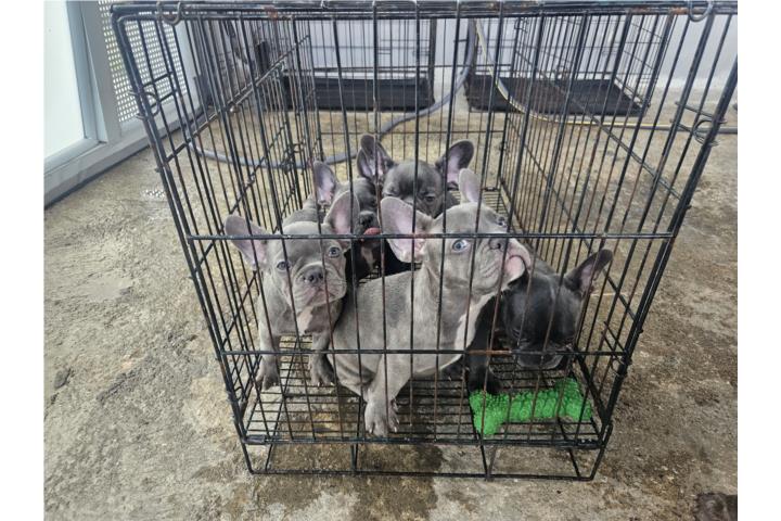 French bulldog  Puerto Rico