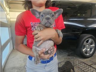 French Bulldog  Puerto Rico