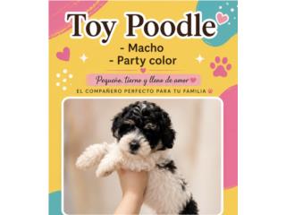 Toy poodles Puerto Rico